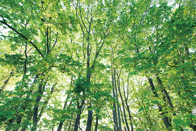 科学的な実証も。心と体を健やかにしてくれる「森林浴」の予防医学的効果