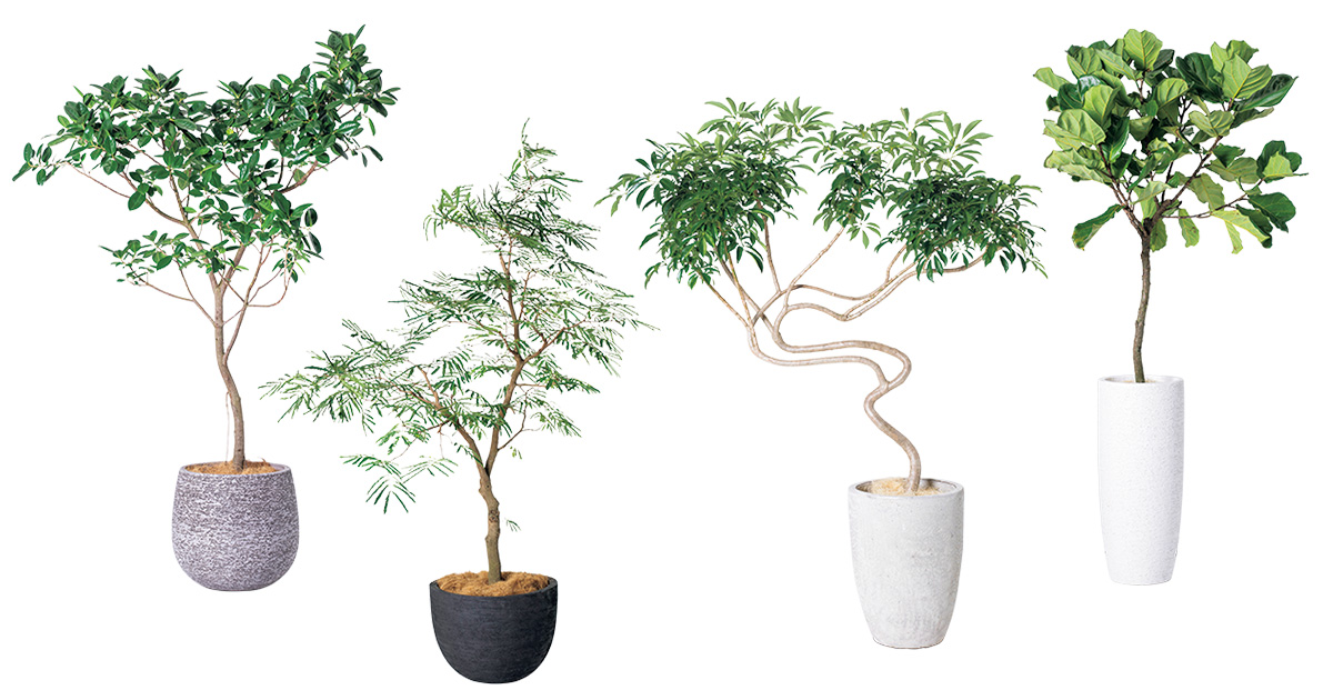 家の中に小さな森を。室内で育つ観葉植物のおすすめ品種＆お洒落な配置 
