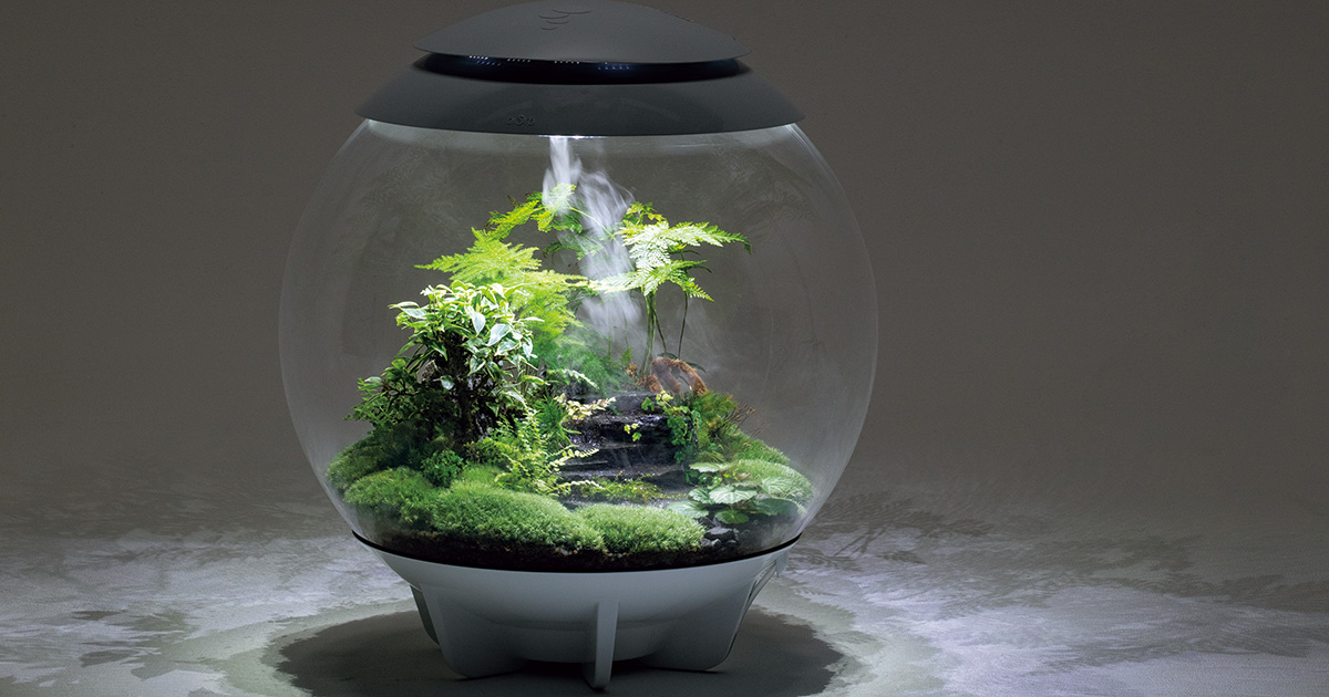 まるで緑の小宇宙！ラグジュアリーなテラリウム