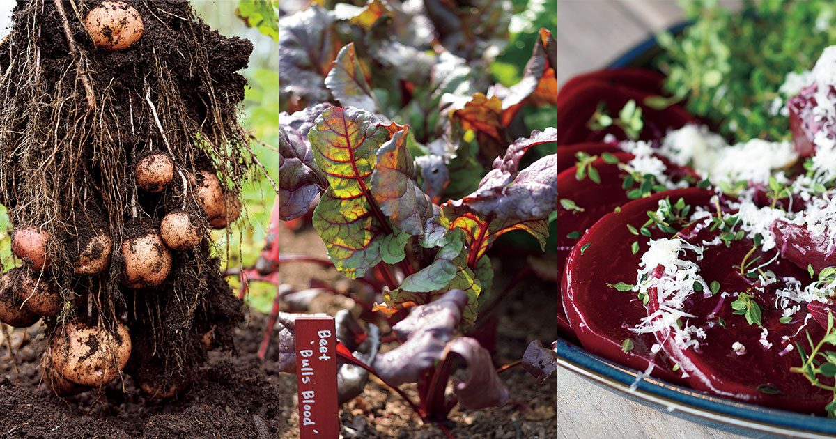 根菜栽培に挑戦！ 初心者にもつくりやすいジャガイモやビーツ