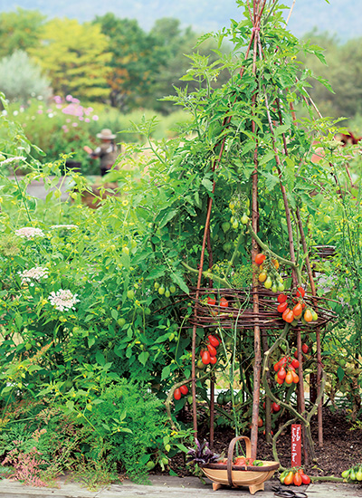 自然素材で作る憧れのウィグワム。「鈴なりトマトタワー」の作り方を解説