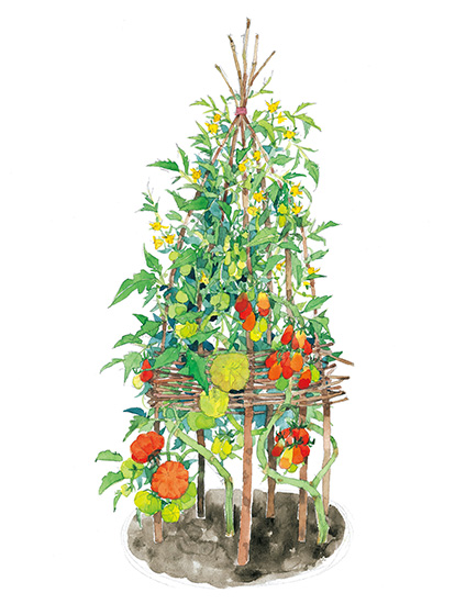 自然素材で作る憧れのウィグワム。「鈴なりトマトタワー」の作り方を解説