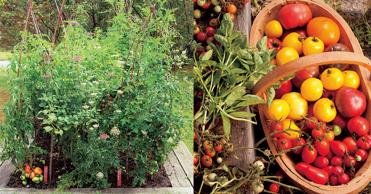 トマトが元気に育つ「コンパニオンプランツ」。一緒にバジルやコスモス