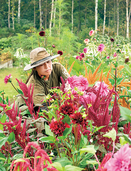 ダリア【キルタンサス】 育てて摘んで生ける楽しみ、始めませんか。深い赤が輝くパッション
