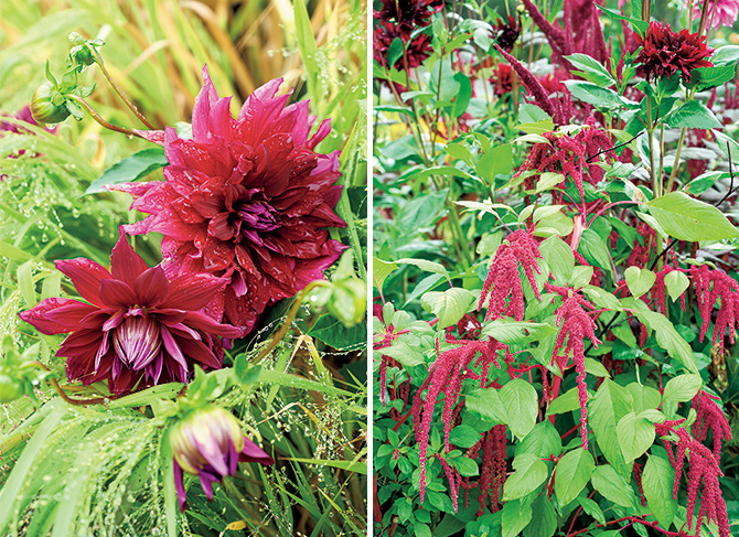 育てて摘んで生ける楽しみ、始めませんか。深い赤が輝くパッション