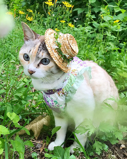 ヒナ鳥を助けた心優しい三毛猫さん〔#家庭画報ウチもふ365〕