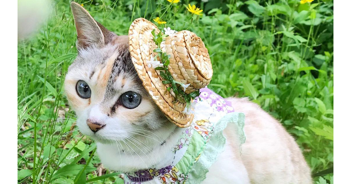 緑の木と三毛猫さん 豆知識】三毛猫の魅力｜アート王子 @エンタメ・アート研究所