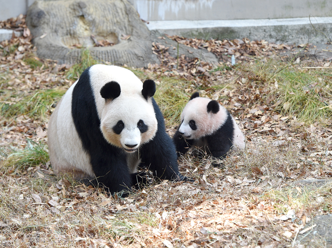 やっと会えたね！上野動物園のジャイアントパンダ「シャンシャン」