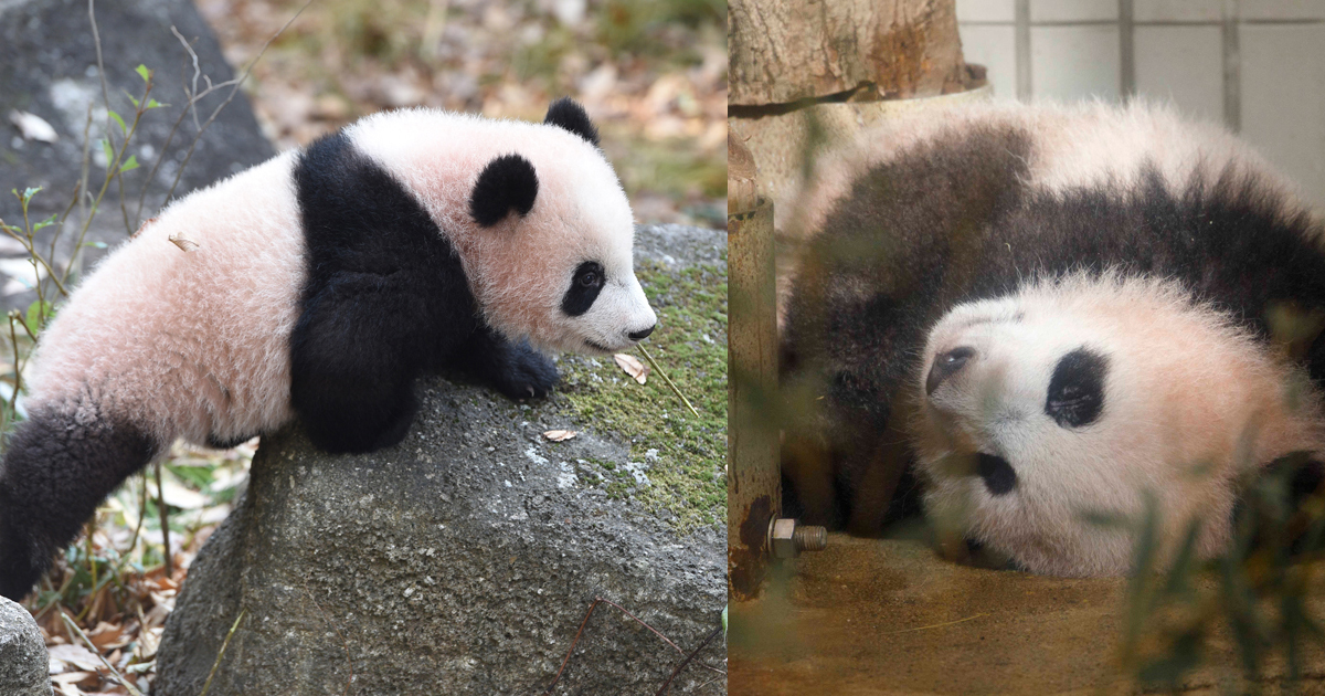 やっと会えたね！上野動物園のジャイアントパンダ「シャンシャン」