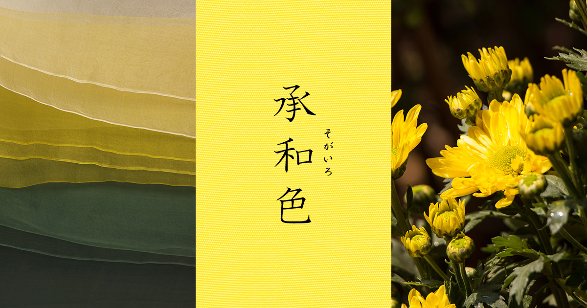 9月を象徴する菊の花。澄んだ黄色に秘められた神秘的な伝説【承和色 