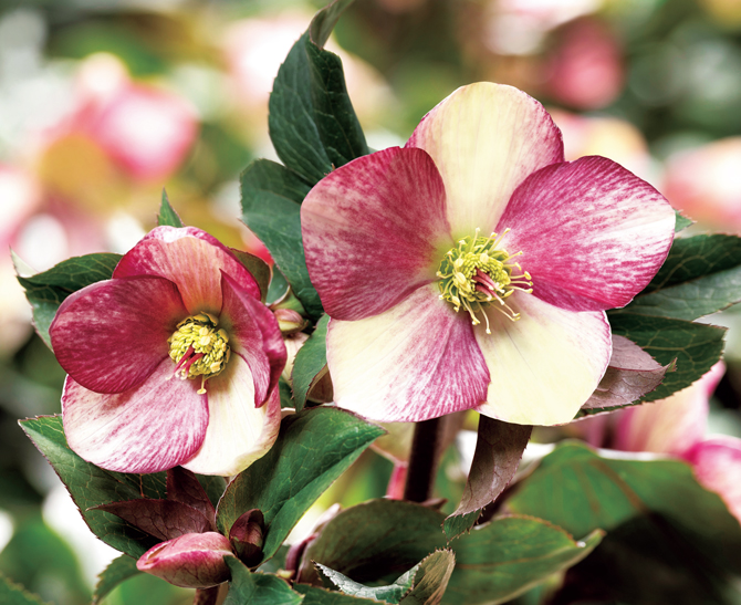 強く育てやすい、上向きに咲くクリスマスローズをご存知ですか？