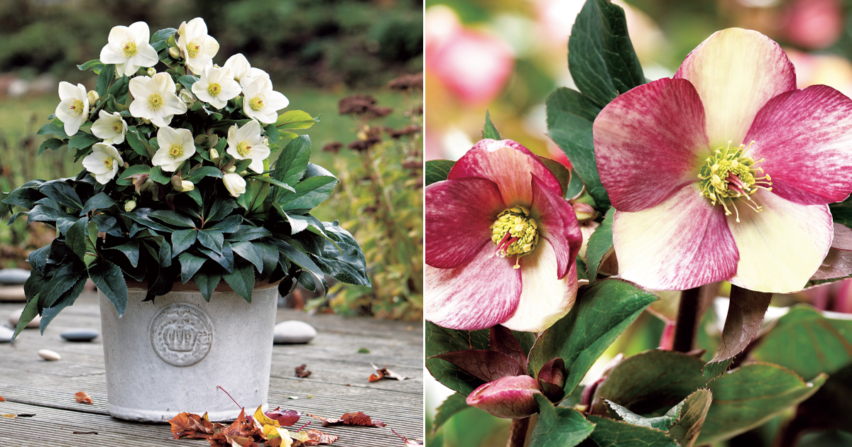 クリスマスローズお問い合わせフォーム クリスマスローズお問い合わせフォーム