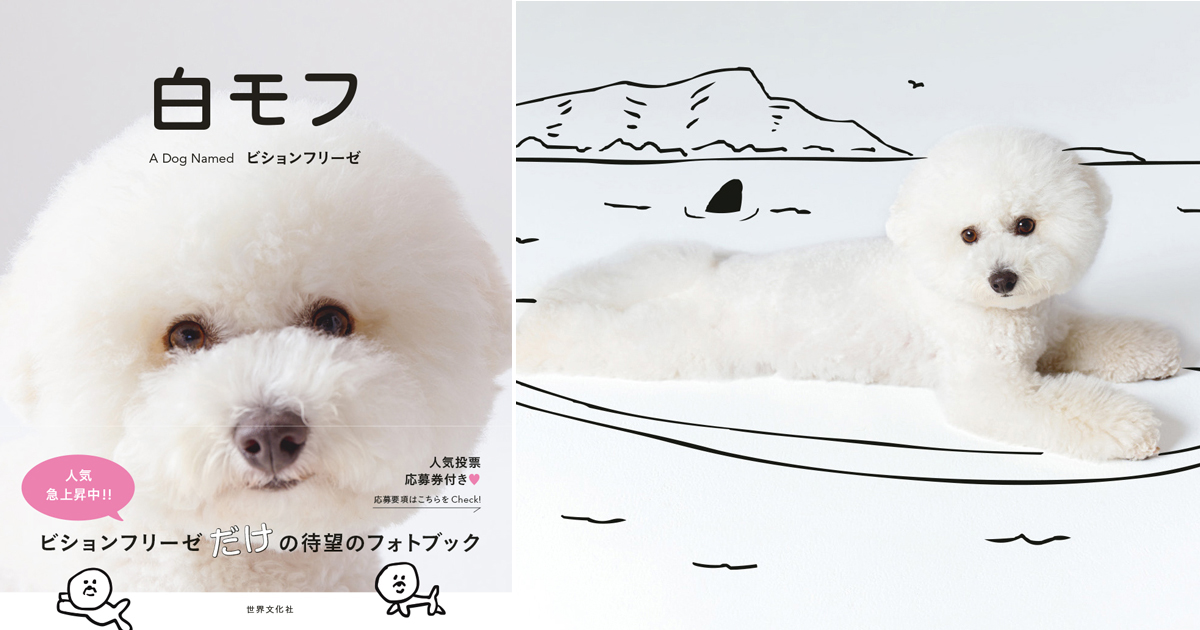 白犬ページ インスタグラムで話題！『白モフ ～A Dog Named ビションフリーゼ