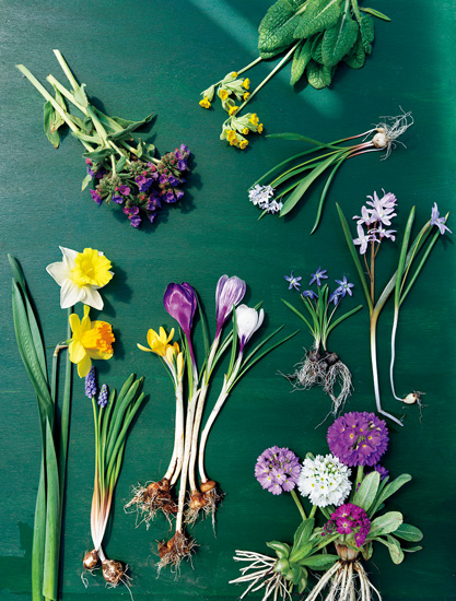 散歩が楽しくなる「早春の花図鑑」。雪解けを待って、まず咲く花の名前は？