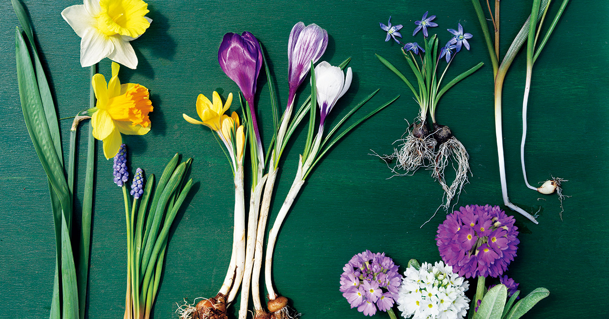散歩が楽しくなる「早春の花図鑑」。雪解けを待って、まず咲く花の名前は？