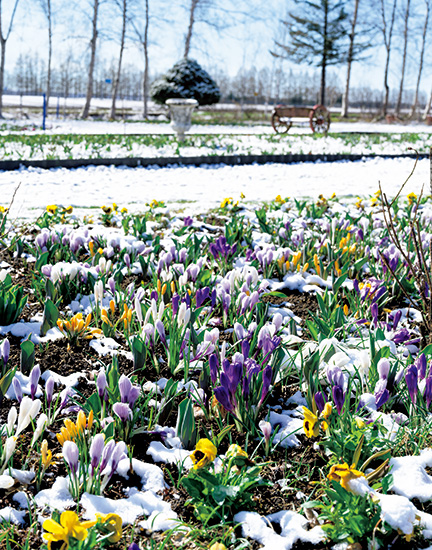 雪から顔を覗かせるクロッカス。植物の逞しい力を感じる、北海道「紫竹