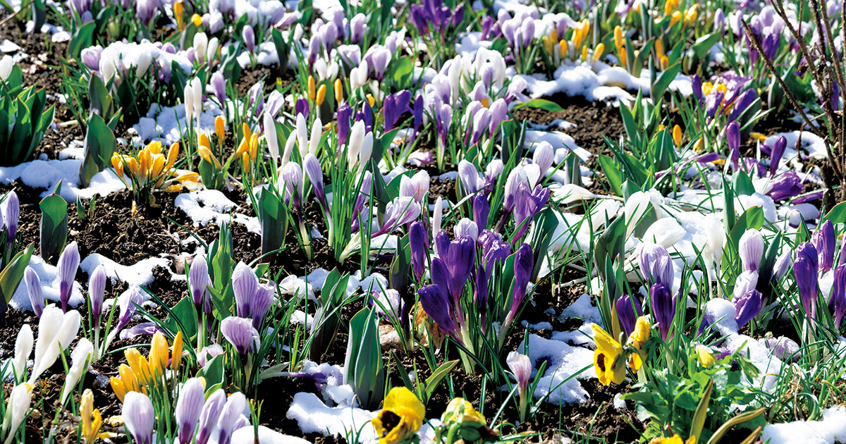 雪から顔を覗かせるクロッカス。植物の逞しい力を感じる、北海道「紫竹