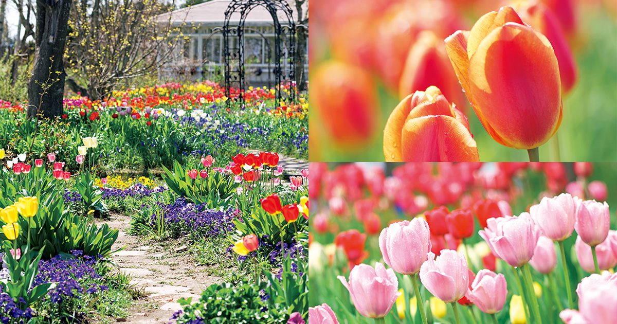 春の到来を告げるファンファーレ！チューリップが開花する北海道の庭