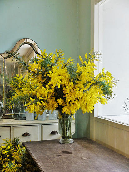 1.ミモザ切花100サイズ 3.ミモザ切花100サイズ 3.ミモザ切花100サイズ