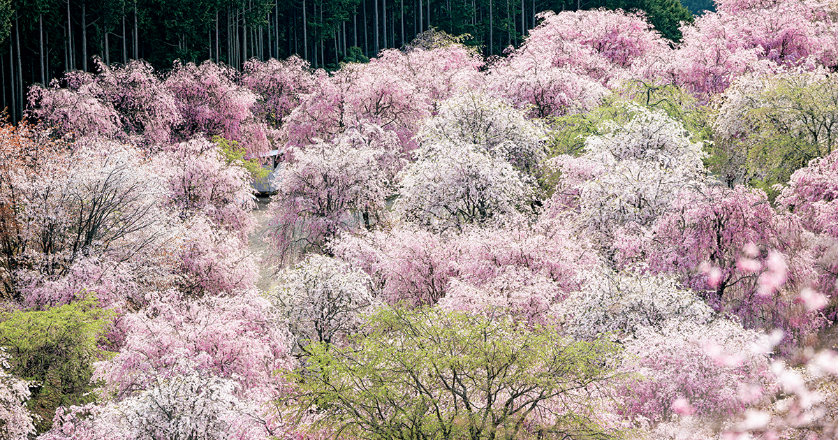 奈良・桜の絶景。千本の枝垂れ桜が咲き誇る「天空の庭 高見の郷