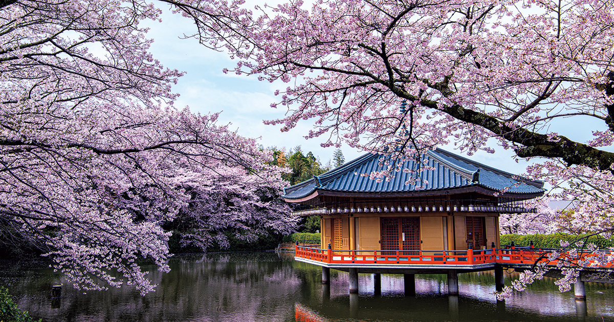 油絵奈良浮御堂の桜 油絵奈良浮御堂の桜 奈良風景