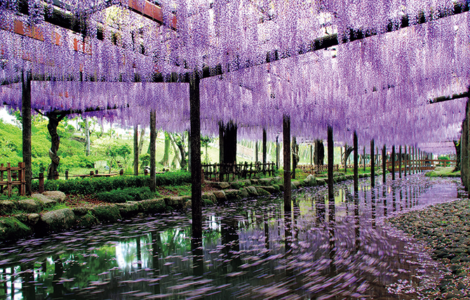 生命力溢れる色彩鮮やかな花々。愛知県、藤の名所「天王川公園」の花絶景