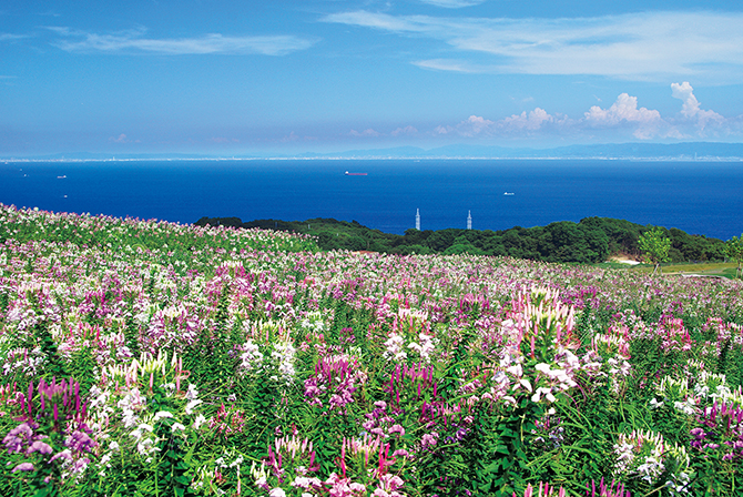 花畑の先には、明石海峡と大阪湾の絶景！「兵庫県立公園あわじ花さじき」
