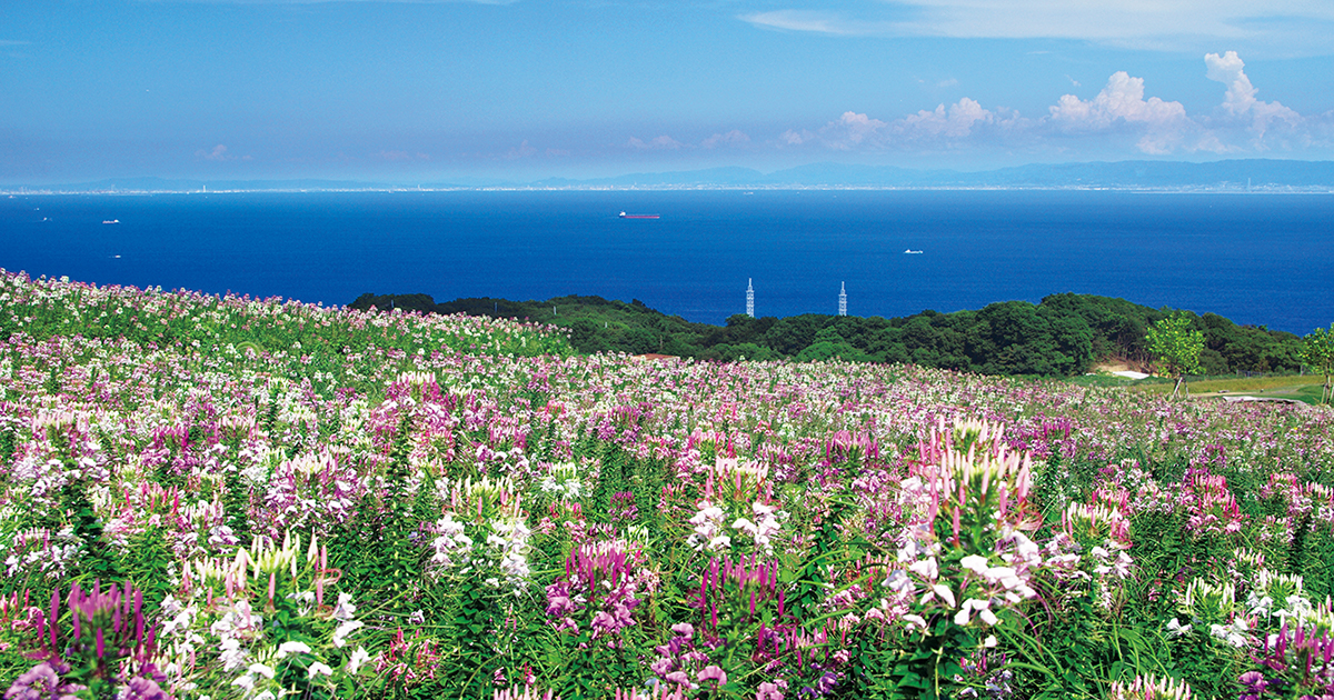 花景色 花畑の先には、明石海峡と大阪湾の絶景！「兵庫県立公園あわじ花さじき」
