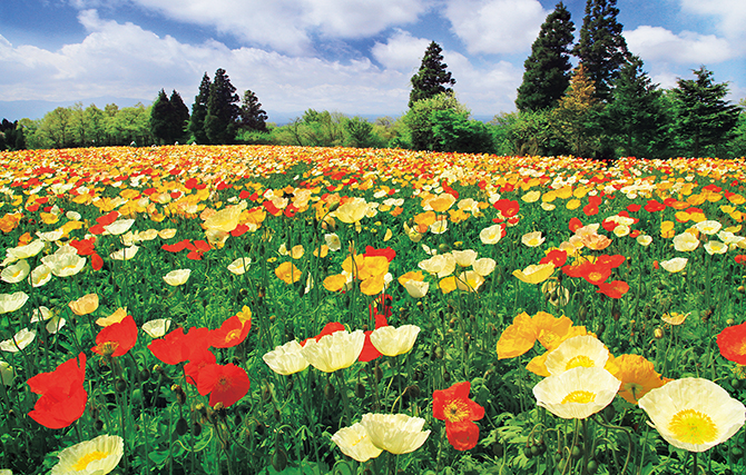 5月が見頃！可憐なポピーが色鮮やかに、力強く咲く“花絶景”「くじゅう