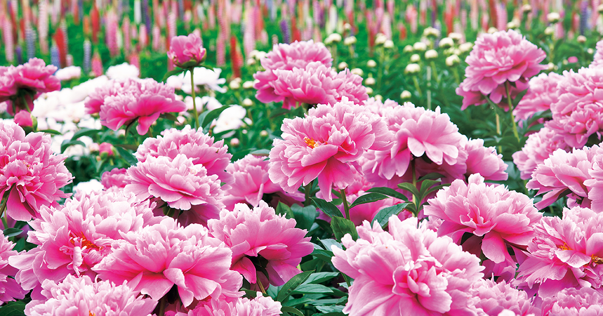 見事な景観！シャクヤクの花畑へ。約160種、2000株が咲く「手づくり村