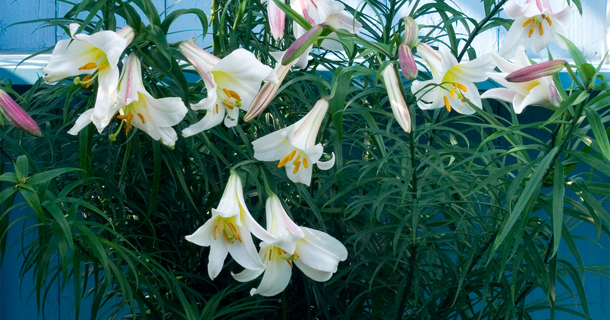 新連載スタート！365日 花散歩に出かけよう。夏を彩る主役花「ユリ」