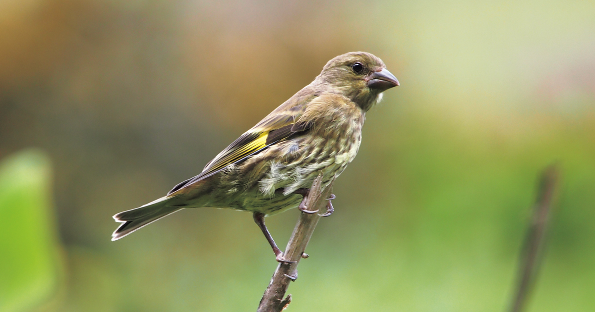 プロフさん専用　木彫りの鳥　オガサワラカワラヒワ プロフ必読さん専用 木彫りの鳥 オガサワラカワラヒワ