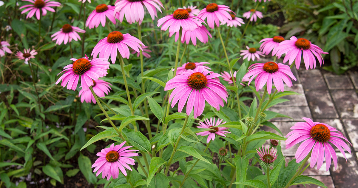 新品種にも注目！夏の公園の花壇などで、よく見かける「エキナセア」