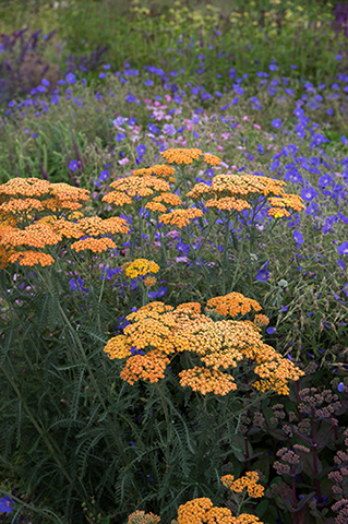 おしゃれな花色が豊富。花のプロもお気に入りの夏の花「アキレア