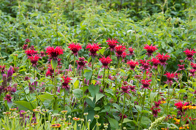 赤い花が燃える松明（たいまつ）のよう！真夏でも元気に花咲く「モナルダ」