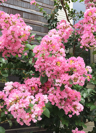 盛夏に花を咲かせる「サルスベリ」はどんな花木？ 庭木として育てる際