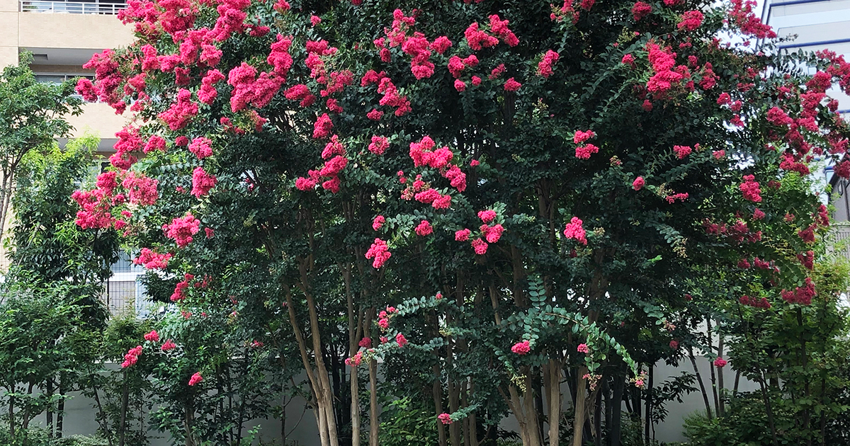 盛夏に花を咲かせる「サルスベリ」はどんな花木？ 庭木として育てる際