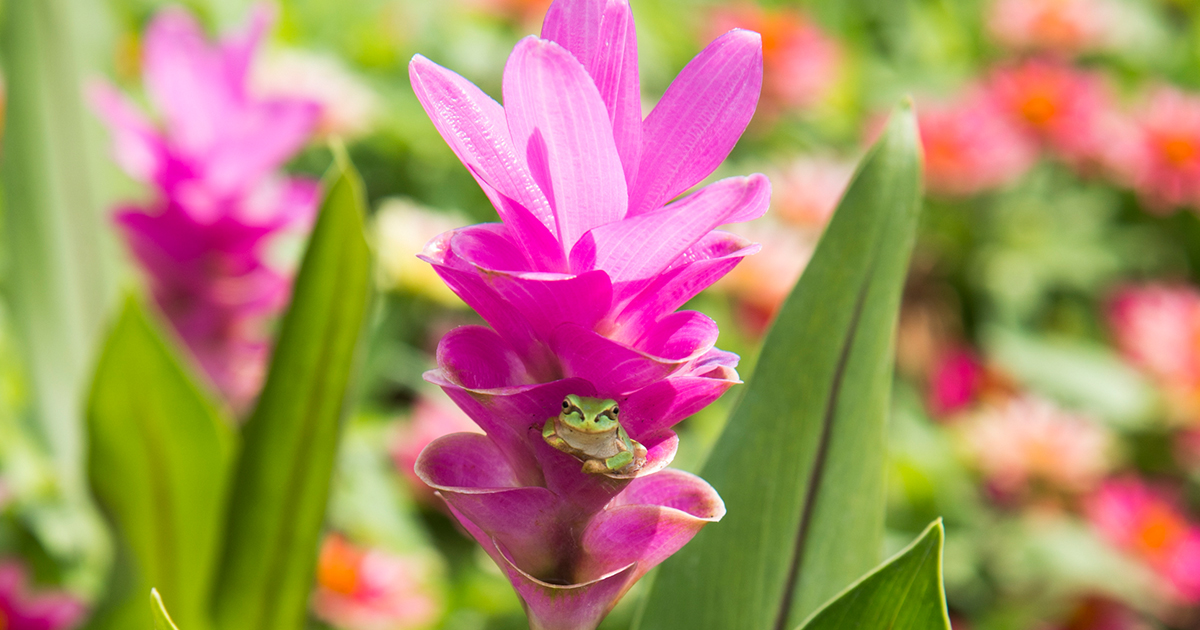 クルクマ・ルブロブラクテアタ　赤い苞の美花種 誕生花 8月22日 クルクマ、下野草 | かぎけん花図鑑