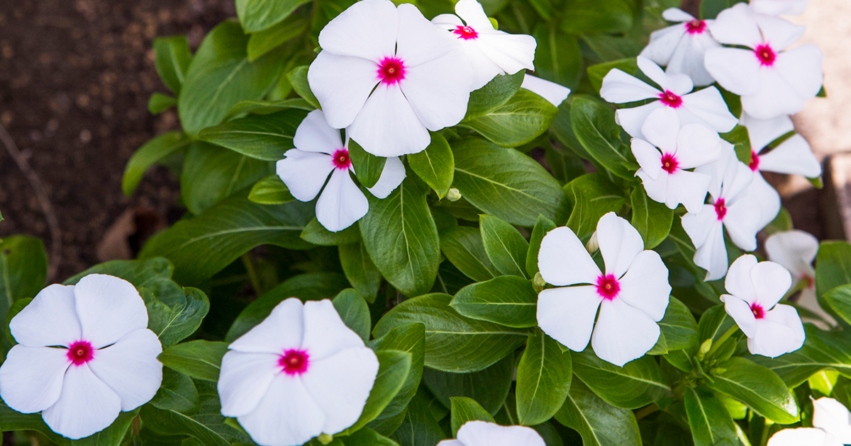 草花 日日草 モネ○夏の花 北島園芸 ビンカ ヴィンカ ニチニチソウ 日々草