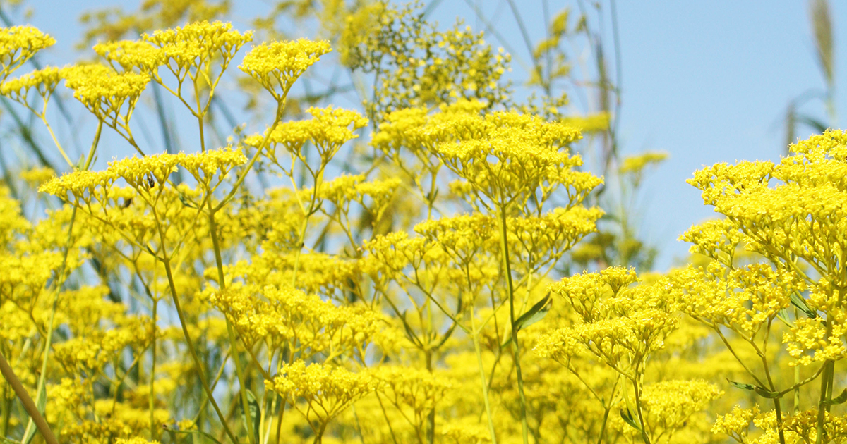 実は6月から咲く秋の七草「オミナエシ」。蜜に集まるチョウとの写真を