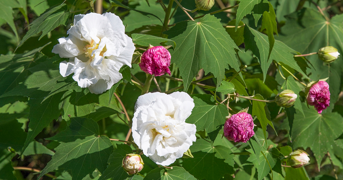 白から徐々にピンクに！花色が変化するおもしろい品種「スイフヨウ」