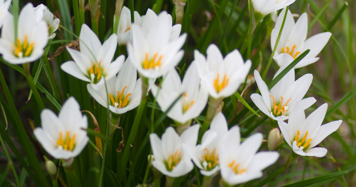 長雨の後に一斉に花咲く、レインリリー「ゼフィランサス」