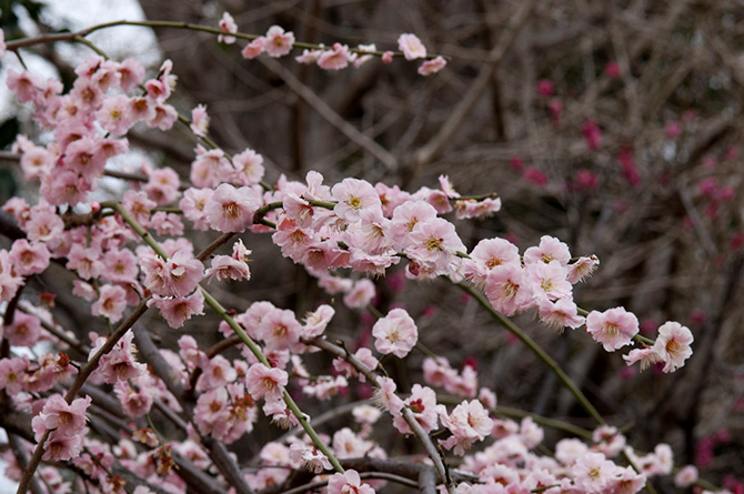 一足早い花見には、650本ものウメが咲き誇る「せたがや梅まつり」が
