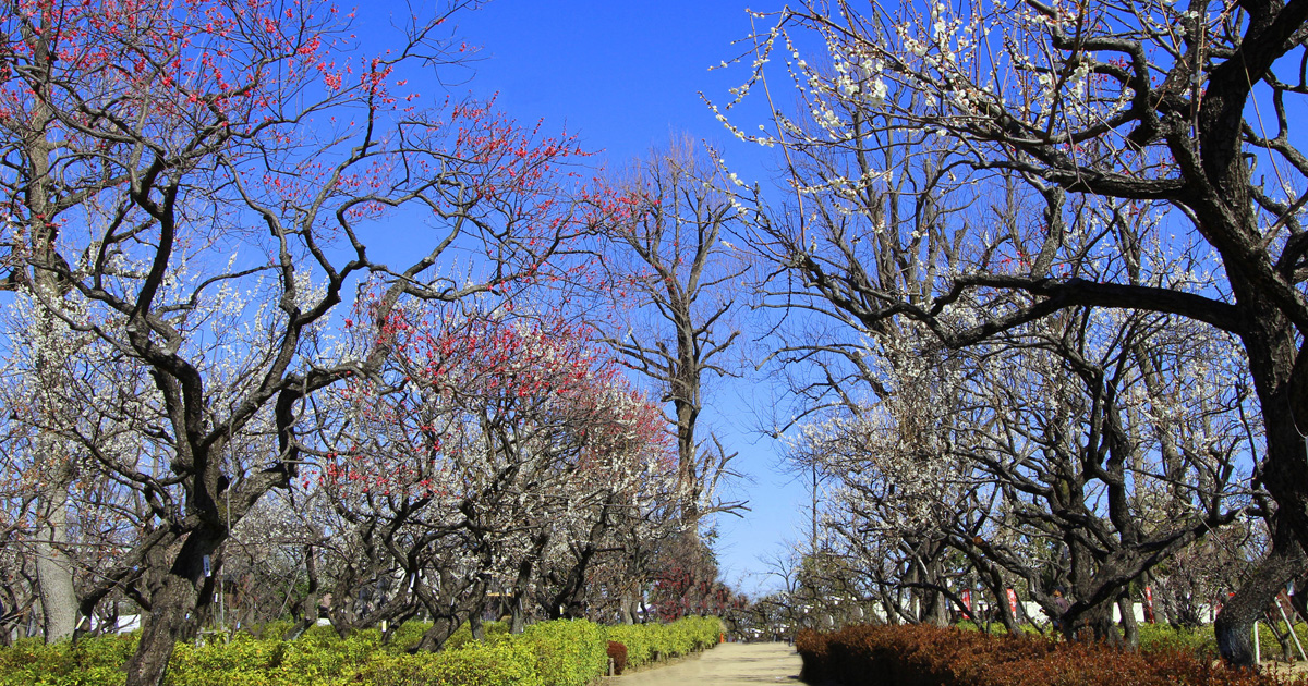 一足早い花見には、650本ものウメが咲き誇る「せたがや梅まつり」が