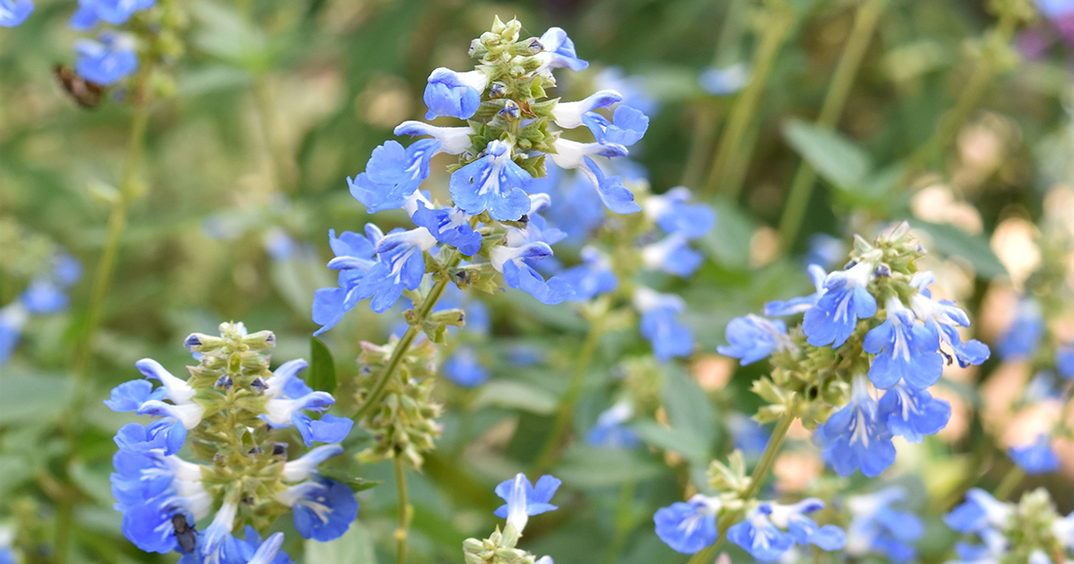 お花ページ main_8917949e0e0df7f43c0cfce7a