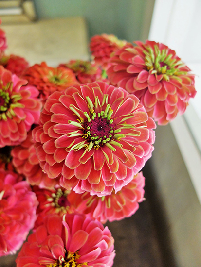 E49美品◆ ベイジ【2023ss/CollectionZINNIA：ジニア】 f07774d5491fa97f09dab0073adb4c