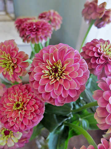 美しさとボリューム感は、まさに王の風格！「ジニア」の新品種'キング