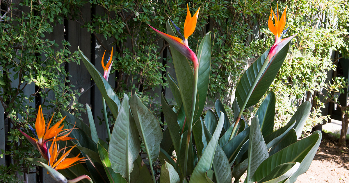 ストレリチア　極楽鳥花　7株以上　観葉植物 約120cm 健康的な根元 ストレリチア レギネ 極楽鳥花【観葉植物 7号鉢／1個売り】｜ 【植物の
