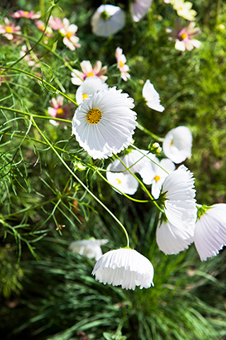 これもコスモス!?と驚く新品種も。今がピーク！ 秋を感じる花の魅力を