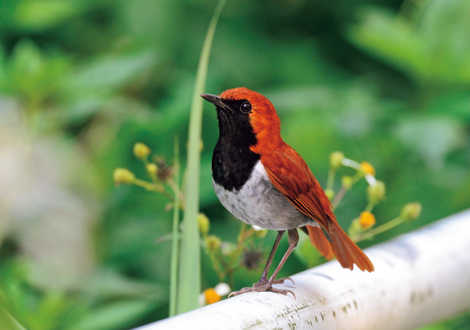赤鳥 守りたい日本の鳥】実在したのか、幻なのか、真実は闇の中。「アカヒゲ
